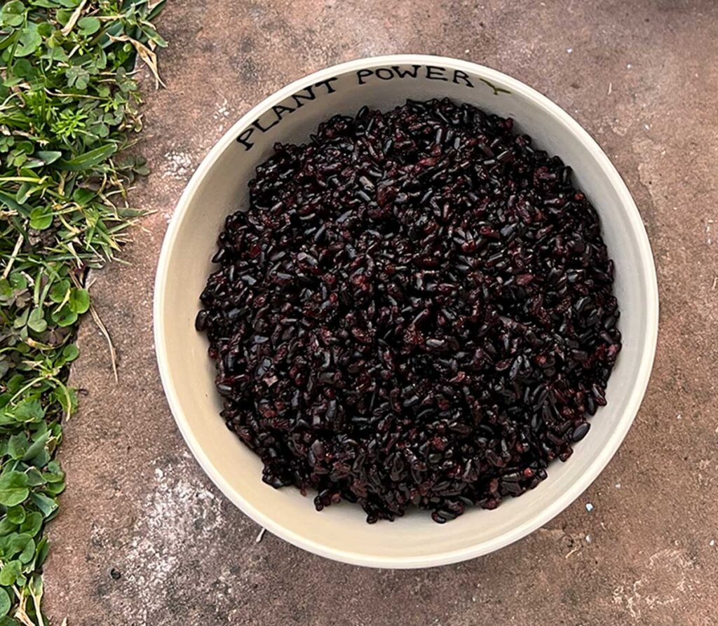 White bowl of Instant Pot forbidden rice on a garden paver.