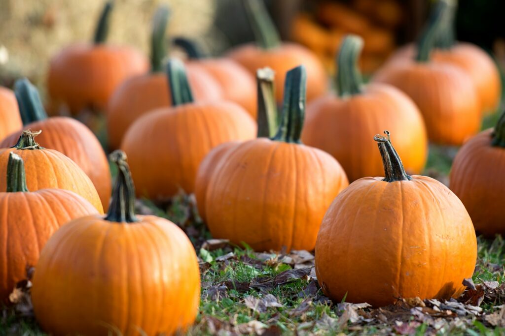 Pie pumkins on straw
